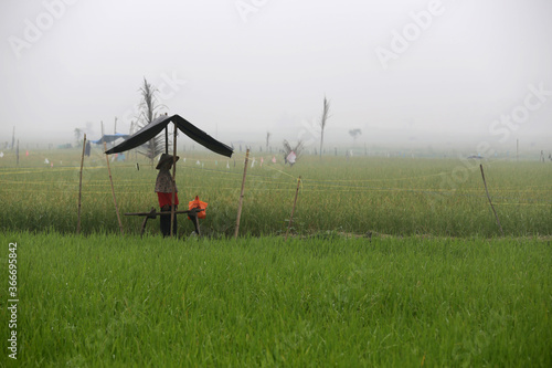 A female farmer tries to block the birds that perch on a rice plant