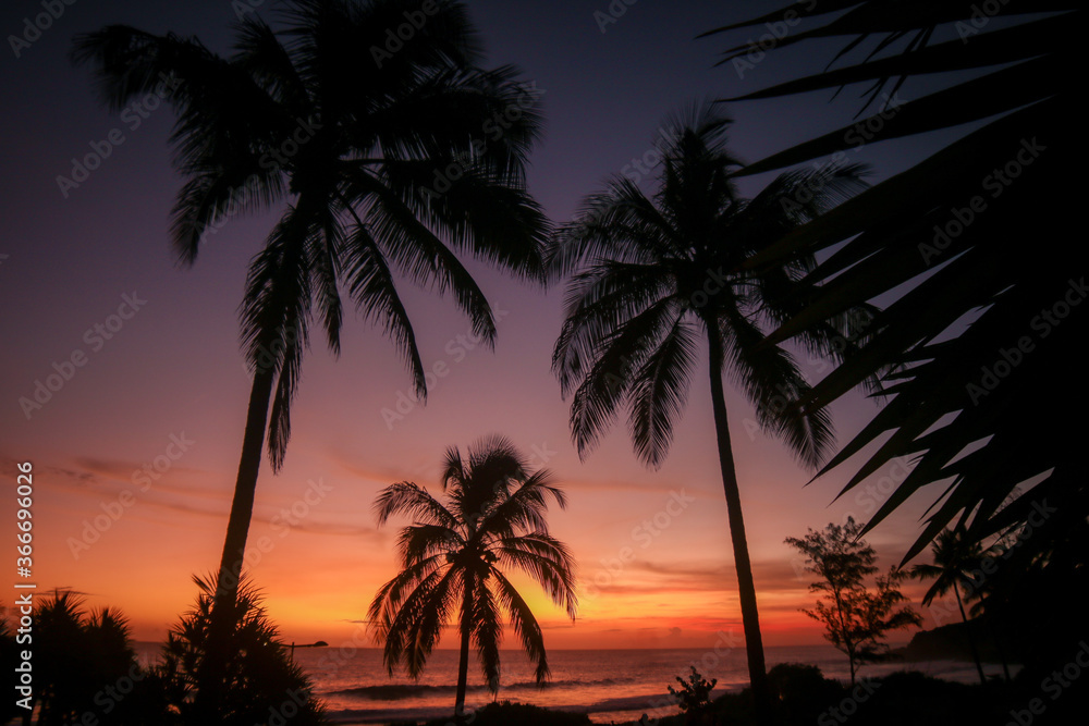 palm trees silhouette at sunset in Reunion Island