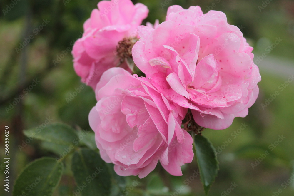 Three rosebuds flirtatiously peeks out of the shadows