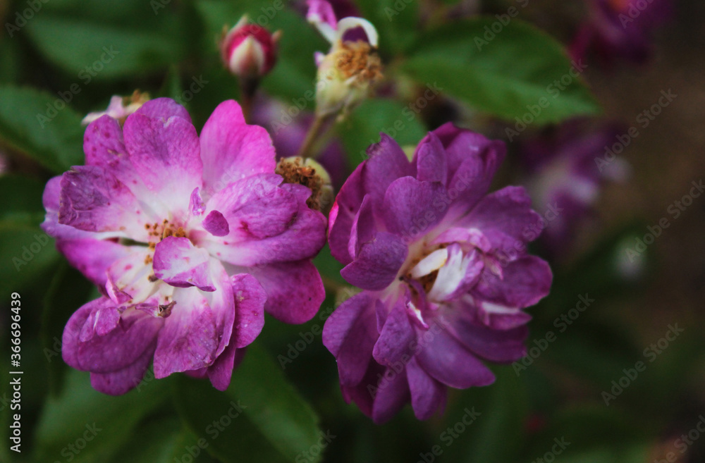 Purple inflorescence of magic roses Purple inflorescence of magic roses