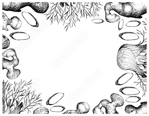 Herbal Plants, Illustration of Hand Drawn Sketch Fresh Fennel or Foeniculum Vulgare Bulb with Ginger Roots Frame, Used for Seasoning in Cooking.
