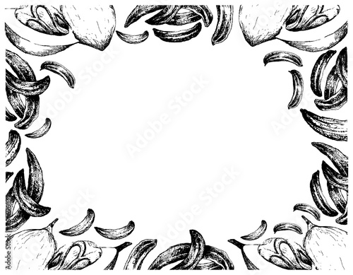 Herbal Plants, Hand Drawn Illustration of Dried Caraway, Meridian Fennel or Persian Cumin with Nutmeg or Myristica Fragrans Fruits Frame, Used for Seasoning in Cooking.
