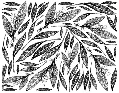 Herbal Plants, Hand Drawn Illustration Background of Fresh Bay Laurel Plant Used for Seasoning in Cooking.
