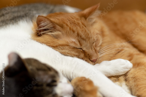 仲良く眠るネコ 茶トラ猫とキジトラ猫