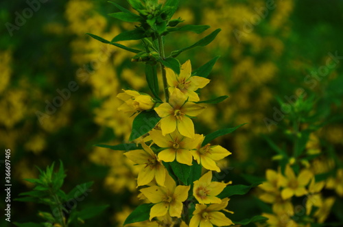 Lysimachia vulgaris. Lysimachia vulgaris. Yellow flowers. Close-up. Flowerbed. Garden. Solar flowers. Horizontal