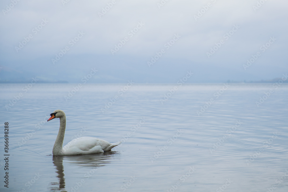 A lonely swan enjoying the tranquil waters A lonely swan enjoying the tranquil waters