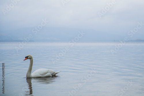 A lonely swan enjoying the tranquil waters