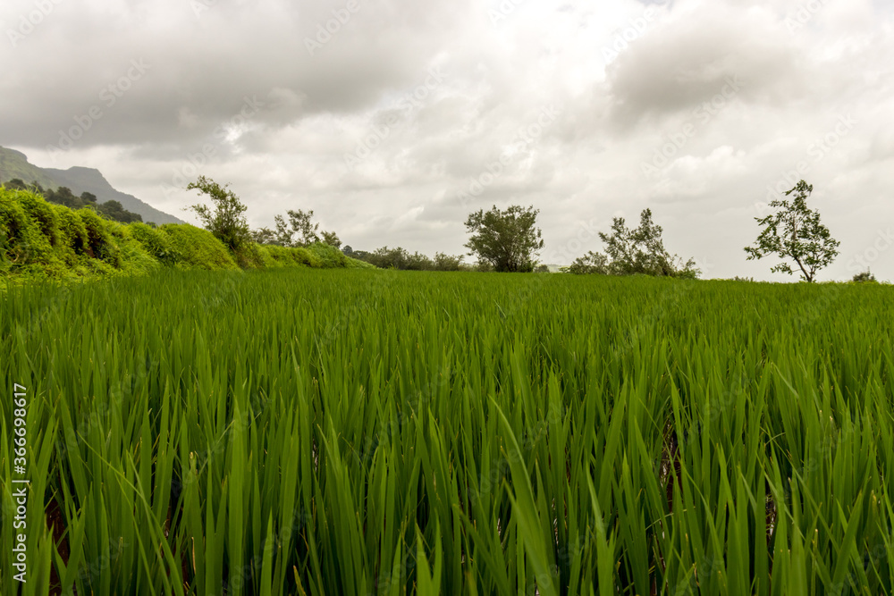 Rice paddy field on mountain slopes of Garbett plateau Rice paddy field on mountain slopes of Garbett plateau