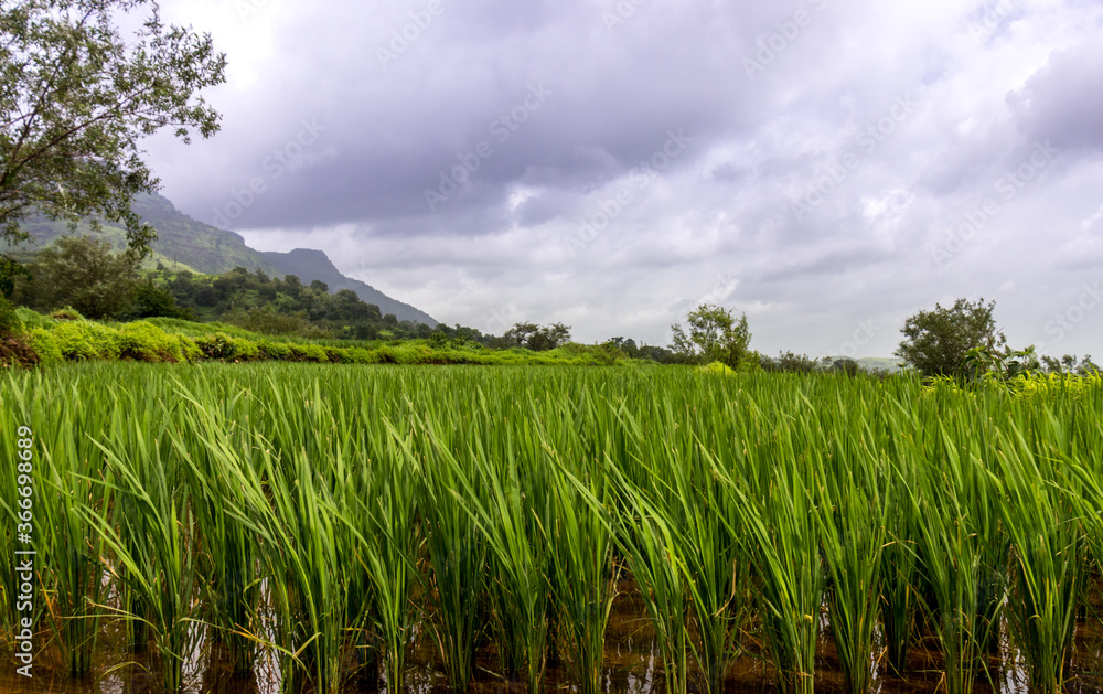 Fototapeta premium Rice paddy field on mountain slopes of Garbett plateau