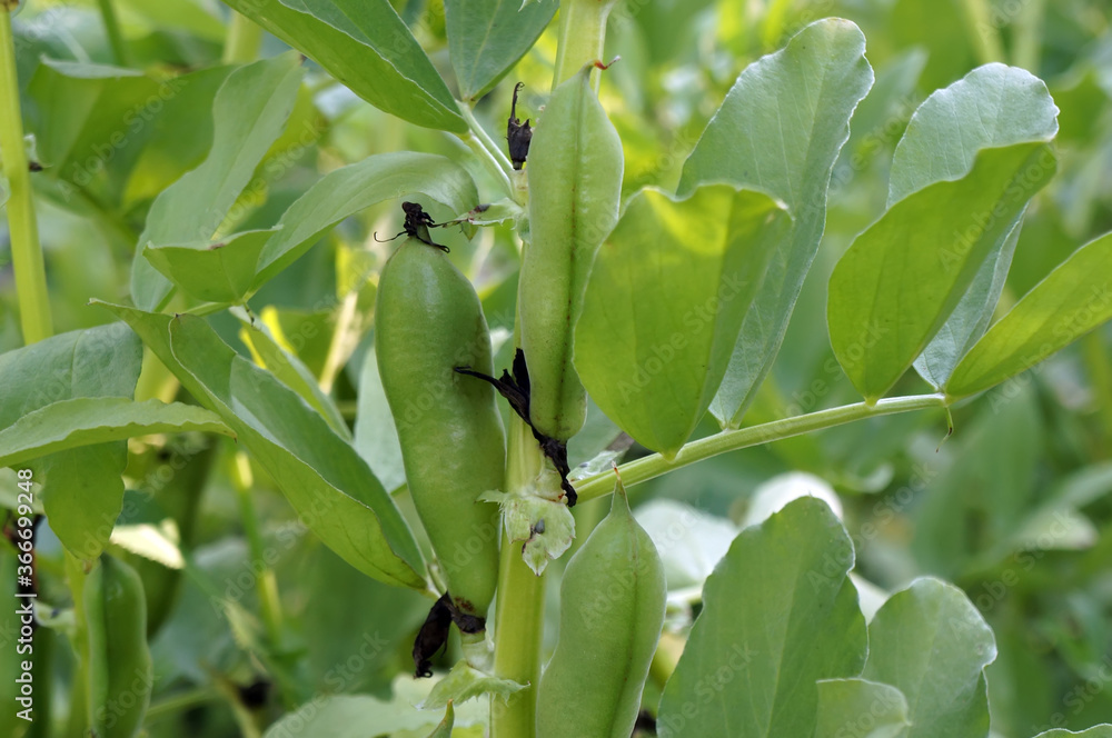 The pods of ripe beans in the summer The pods of ripe beans in the summer