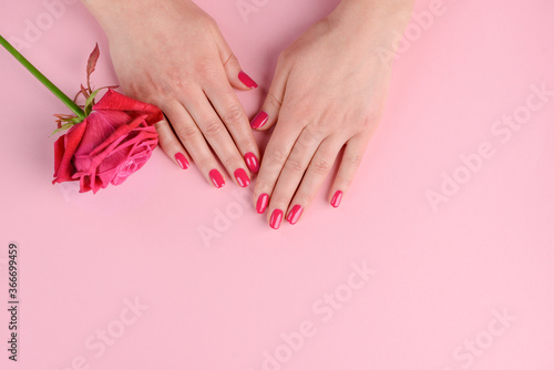Elegant and glamorous pink nails. Woman's well-groomed hands and rosebud