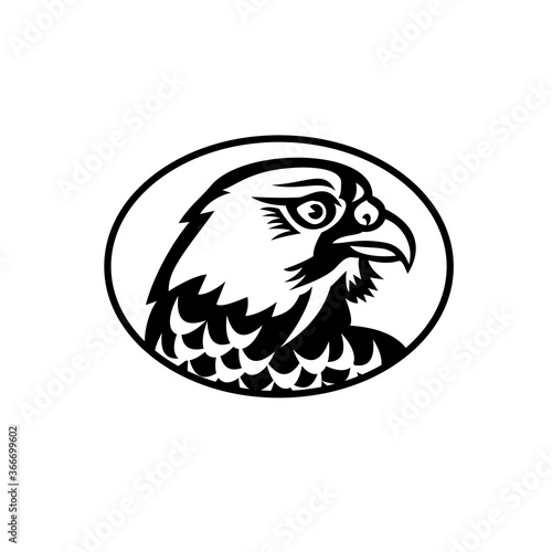 Head of Peregrine Falcon or the Duck Hawk Side Mascot Black and White