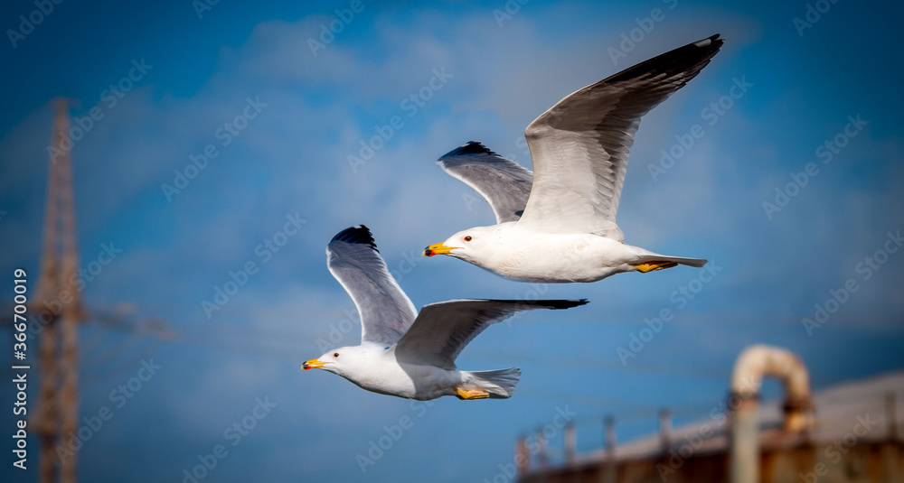Obraz premium couple of seagulls valentine's day