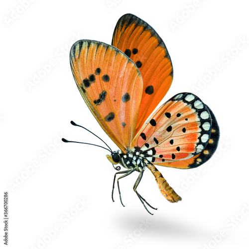 beautiful flying orange with black dots on its wings butterfly, Tawny Coster (Acraea terpsicore) fully wings stretched isolated on white background with soft shadow, fascinated nature photo