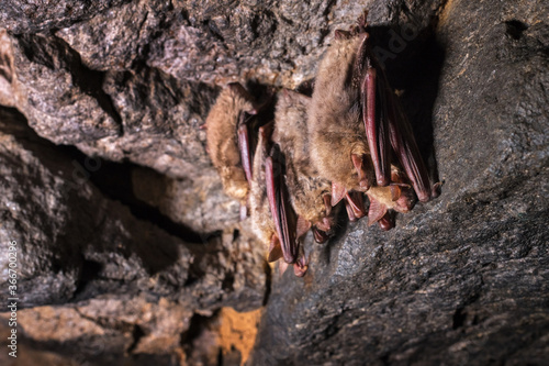 A small brown Caucasian bat sleeps hanging from the ceiling of a rock cave. Small bats in the natural environment