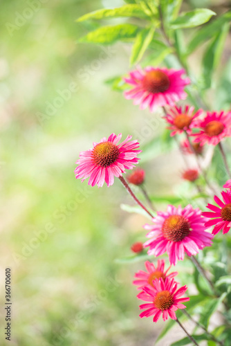 Pink bl  hender Purpursonnenhut   Echinacea im Sommer