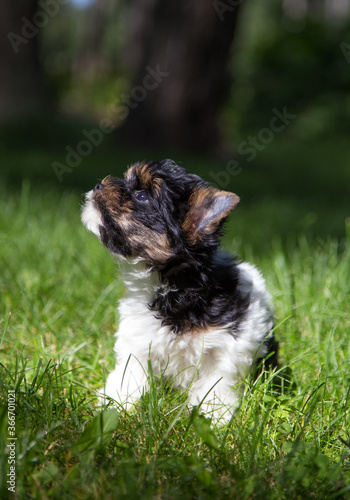 Biewer puppy in green grass.