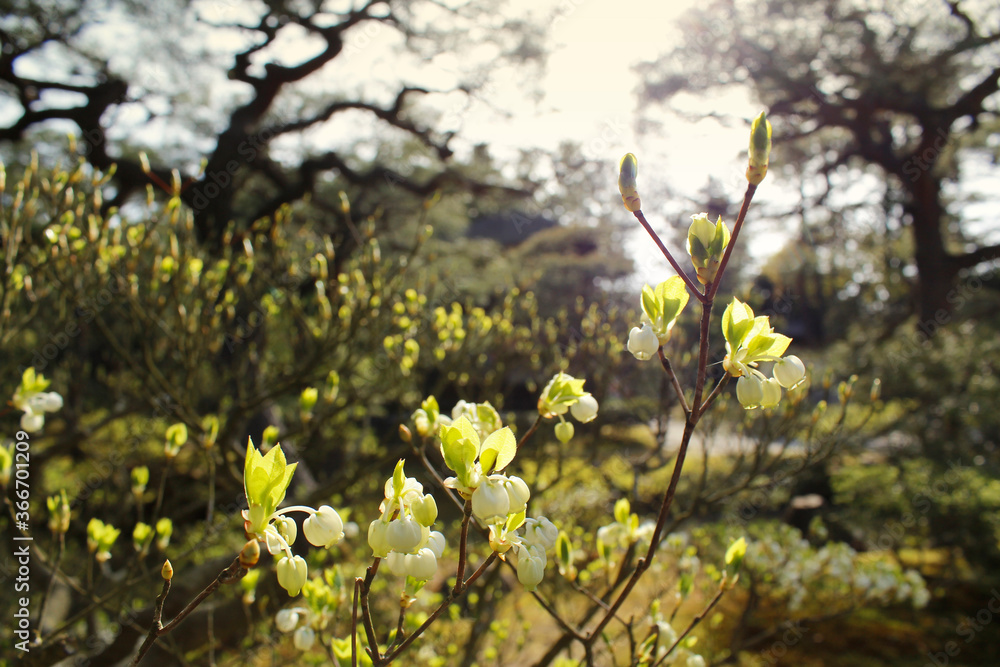 Lily of the Valley during the sunset in Kyoto, Japan Lily of the Valley during the sunset in Kyoto, Japan