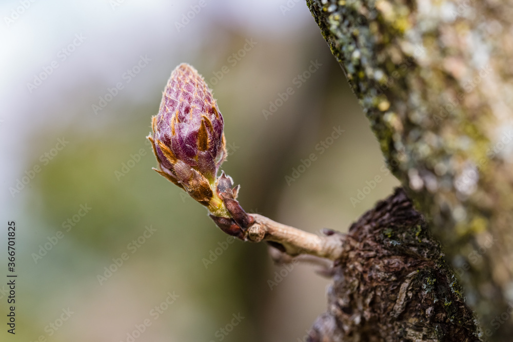 Close up view of young sprout with a bud on a tree trunk. Macro photography. Close up view of young sprout with a bud on a tree trunk. Macro photography.