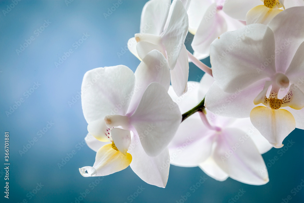 Flowers of white orchids Flowers of white orchids