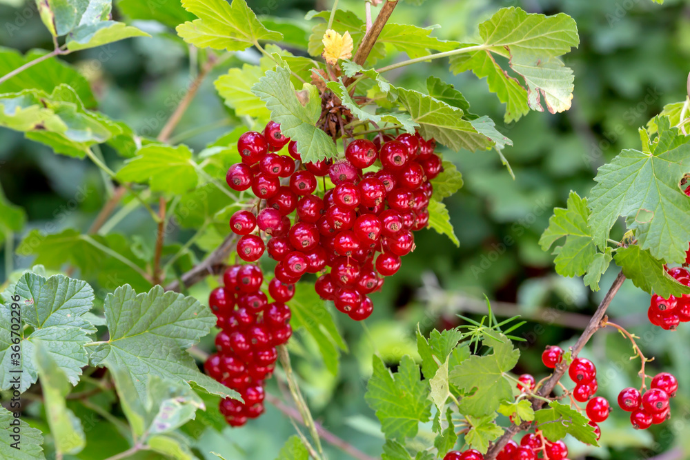 Useful, ripe red currant (Ribes) growing close-up