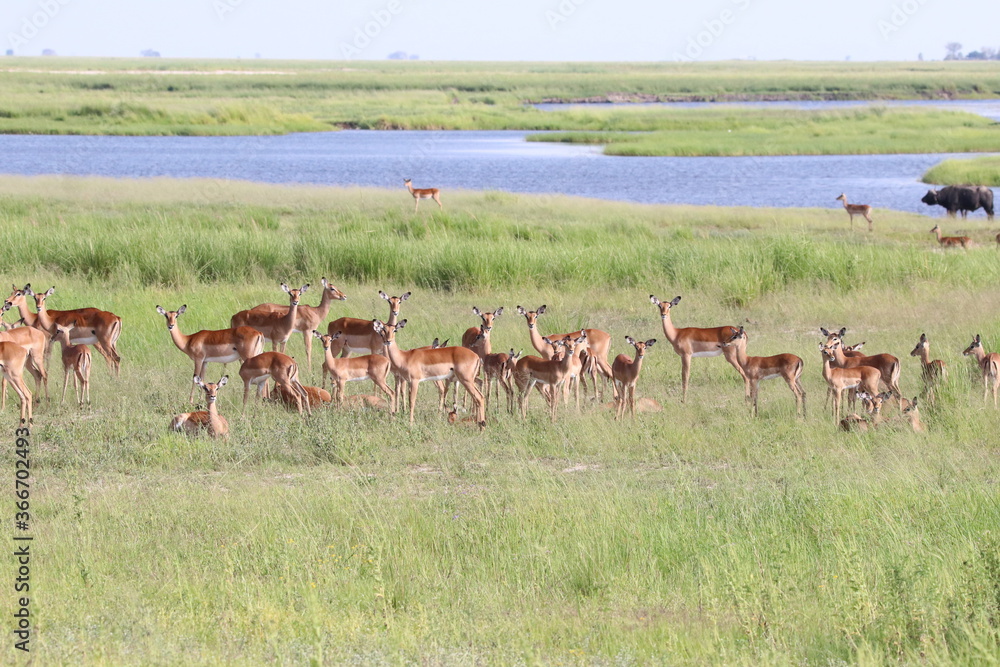 Large groups of Impalas in Chobe National Park in Botswana, Africa Large groups of Impalas in Chobe National Park in Botswana, Africa