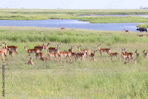 Fototapeta Naklejka Na Ścianę i Meble -  Large groups of Impalas in Chobe National Park in Botswana, Africa