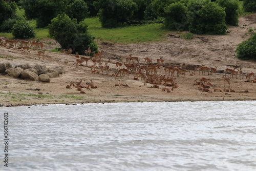 Large groups of Impalas in Chobe National Park in Botswana, Africa