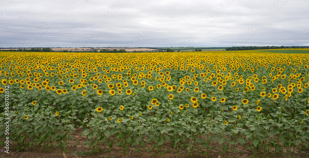 Fototapeta premium blooming sunflower field, sunflower field