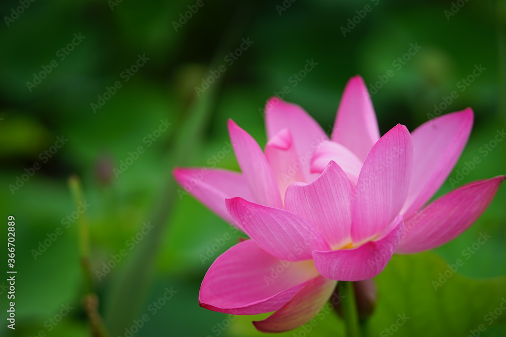 ハスの花 ハスの花