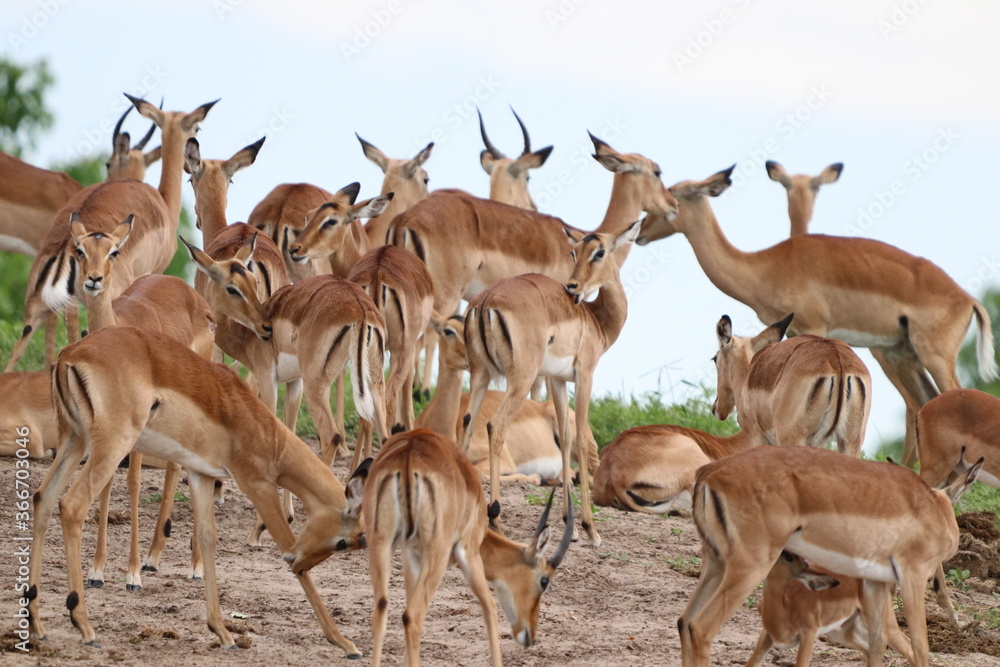 Large groups of Impalas in Chobe National Park in Botswana, Africa Large groups of Impalas in Chobe National Park in Botswana, Africa