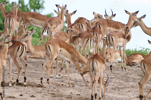 Fototapeta Naklejka Na Ścianę i Meble -  Large groups of Impalas in Chobe National Park in Botswana, Africa