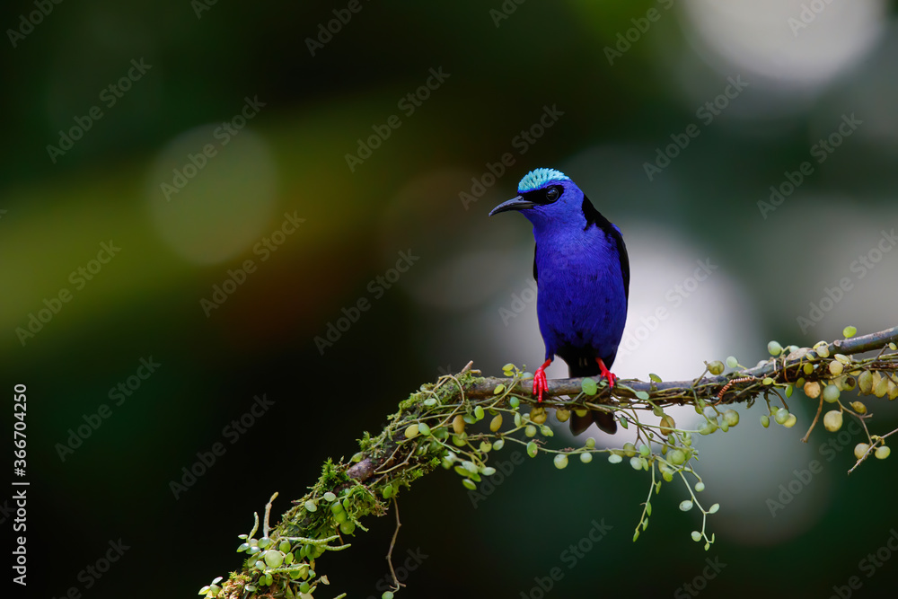 Red Legged Honeycreeper (Cyanerpes cyaneus) male sitting on a branch in the rainforest mear Boca Tapada in Costa Rica Red Legged Honeycreeper (Cyanerpes cyaneus) male sitting on a branch in the rainforest mear Boca Tapada in Costa Rica