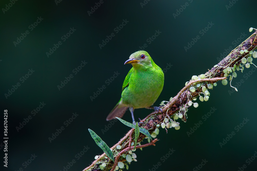 Fototapeta premium Green Honeycreeper (Chlorophanes spiza) female sitting on a branch in the rainforest mear Boca Tapada in Costa Rica