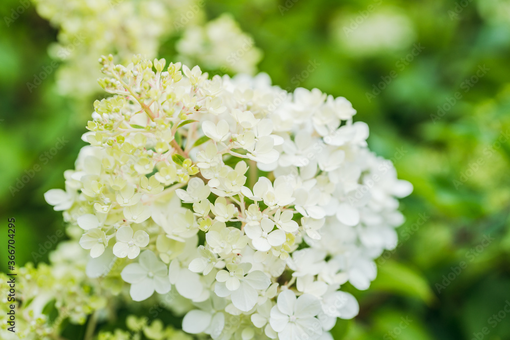 Blooming hydrangea in the garden. Shallow depth of field. Blooming hydrangea in the garden. Shallow depth of field.