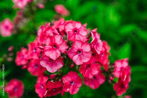 Blooming phlox in the garden. Shallow depth of field.