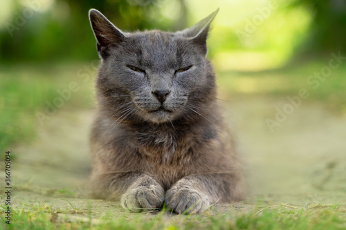 Blue Russian cat with a gray face and brown body lying on the grounf on green background.  photo