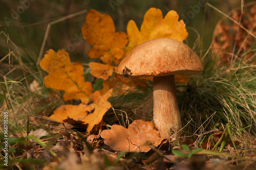 Boletus mushroom in the forest