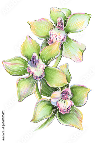 Fotografie flower tropical orchid cymbidium green illustration