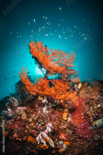 Fototapeta Naklejka Na Ścianę i Meble -  Underwater coral reef scene, colorful corals surrounded by small fish in crystal clear water, Indonesia