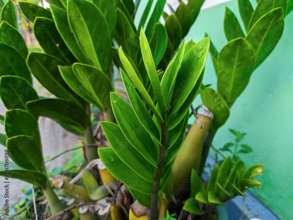 plants for gardening, suitable for decorating the house plants for gardening, suitable for decorating the house