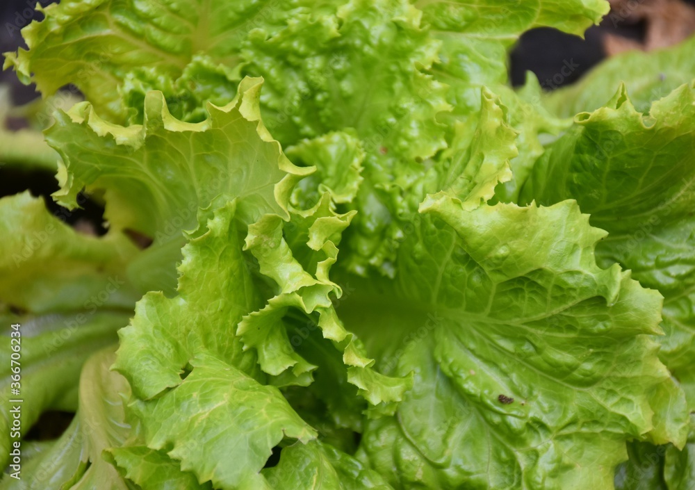 Fresh curly lettuce in vegetable garden. Fresh curly lettuce in vegetable garden.