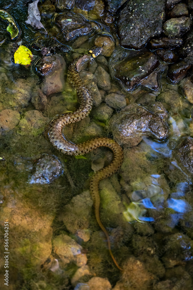 Grass snake Natrix natrix laying in a small pond Grass snake Natrix natrix laying in a small pond