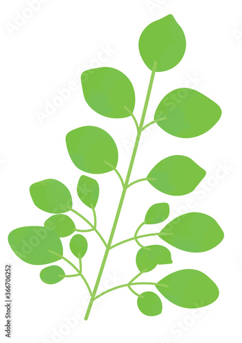 モリンガのイラスト