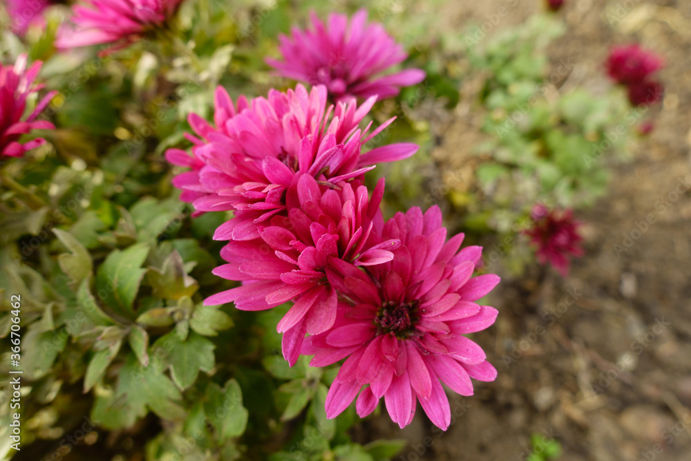 Closeup of magenta colored flowers of Chrysanthemums in November Closeup of magenta colored flowers of Chrysanthemums in November