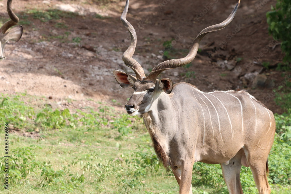 African Kudu by the Chobe River in Botswana African Kudu by the Chobe River in Botswana