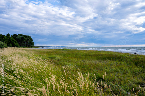 Coastal landscape with long grass on the island of Gotland in Sweden