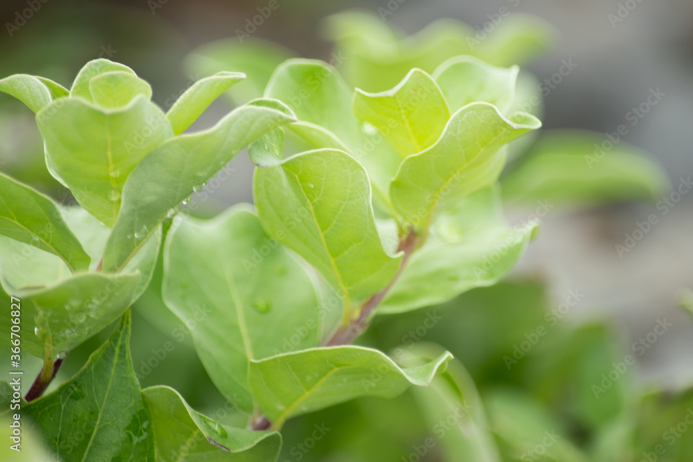 Obraz premium 幻想的なオニダルマギク