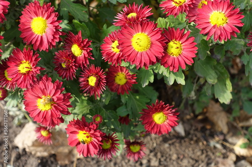 Bright red and yellow flowers of Chrysanthemums with bee in November