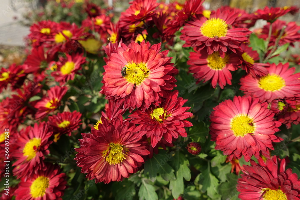 Fly on red and yellow flowers of Chrysanthemums in November Fly on red and yellow flowers of Chrysanthemums in November
